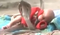 Chuyện lạ có thật: Rắn hổ mang chúa canh giấc ngủ cho em bé