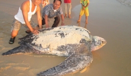 Phát hiện rùa dài 2 mét, nặng 200kg vào bờ biển đẻ trứng