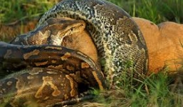 Xem trăn khổng lồ nuốt chửng linh dương trên bờ sông