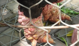 500.000 đồng/chiếc chân gà: Đồ nhậu khó xơi