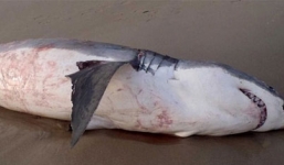 Cá mập trắng khổng lồ chết vì nghẹn sư tử biển