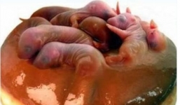 Đứng tim món ăn “ba tiếng hét” của người Trung Quốc