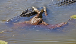 Kinh hãi xem cá sấu chúa nuốt chửng ngựa con