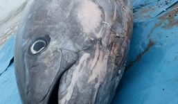 Bắt được cá ngừ vây xanh khồng lồ có giá gần 40 tỷ