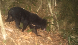 Phát hiện cá thể gấu ngựa quý hiếm ở Quảng Nam