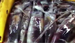 Mực ma – Góc khuất trong kiểm soát chất lượng thủy sản