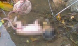 Tội ác dã man của các bà mẹ vứt, giết con mới đẻ