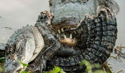 Kinh hãi xem cá sấu quẫn trí xẻ thị cả đồng loại