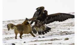 Độc chiêu săn dê núi của đại bàng