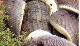 Những màn nuốt chửng con mồi lớn rợn người của trăn khổng lồ