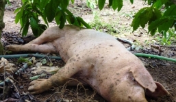 Tử vong vì ăn thịt lợn chết nhiễm bệnh