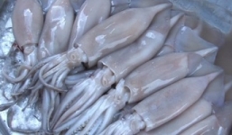 Thực chất của hiện tượng mực siêu rẻ giá 20.000 ngàn đồng