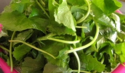 Tác dụng phụ đáng sợ của rau má