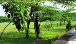 Xác người đàn ông treo lủng lẳng trên cây bạch đàn