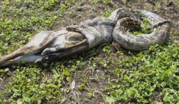 Trăn đá khổng lồ ngậm ngùi nhả con mồi vì...quá 'khủng'