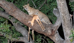 Sư tử trèo cây 'ăn cắp' con mồi của báo đốm