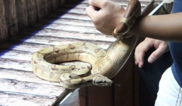 Rùng rợn uống cafe ôm kỳ đà giữa lòng Hà Nội