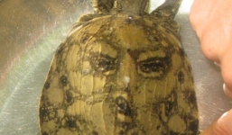 Ba ba có hình mặt người được trả giá hơn 100 triệu đồng