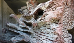 Cận cảnh gốc gỗ Huê khủng giá sốc 15 tỷ đồng