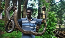 Rắn hổ mang chúa khổng lồ 30kg ở vùng đất bí ẩn