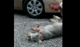 Chú chó lăn quay ngất xỉu vì vui mừng gặp lại chủ