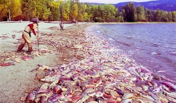Cận cảnh dòng sông đỏ rực vì 10 triệu con cá hồi di cư
