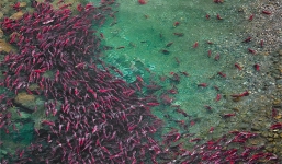 Cận cảnh dòng sông đỏ rực vì 10 triệu con cá hồi di cư