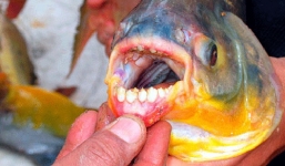 Cá ăn thịt người bất ngờ xuất hiện tại Nga