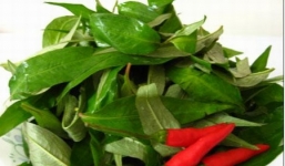 Tác hại nguy hiểm từ rau răm