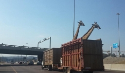 Chú hươu chết vì va đầu vào cầu vượt khi đang trên xe tải