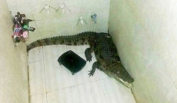 Kinh hãi phát hiện cá sấu bò vào nhà tắm