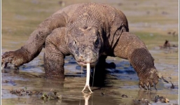 Cận cảnh 'quái thú' Rồng Komodo giết người chỉ bằng một nhát cắn