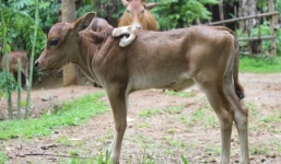 Quảng Ngãi: Bê dị dạng 5 chân, mọc trên lưng