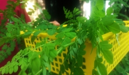 Rau chùm ngây mọc hoang hút khách thành thị