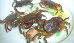 Sán ăn rỗng phổi vì món cua suối nướng