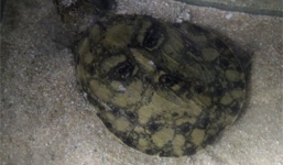 Truy tìm nguồn gốc con ba ba có hình mặt người 