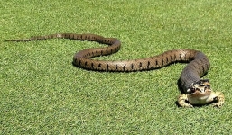 Chú ếch thoát chết thần kỳ khi bị rắn độc tấn công