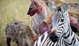 Kinh hãi cảnh ngựa vằn mang thai bị bầy linh cẩu xẻ thịt