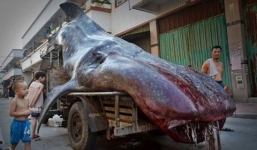 Bắt được 'quái vật' biển kỳ dị nặng gần 2 tấn