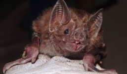 Cận cảnh 'quái vật' dơi ma cà rồng hút máu bằng răng