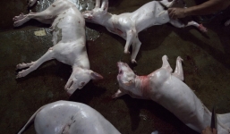 Giết chó dã man lại gây sốc trên báo nước ngoài