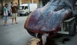 Phát hiện 'quái vật biển' hình thù kỳ dị dài gần 5m ở Trung Quốc