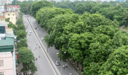 Chuẩn bị đốn hạ hàng cây cổ thụ ven hồ Thủ Lệ