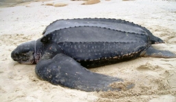 Bắt được rùa da quý hiếm nặng 80kg