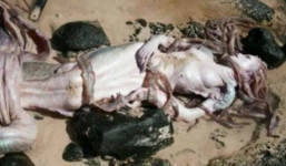 Sự thật 'xác nàng tiên cá' phát hiện trên bãi biển