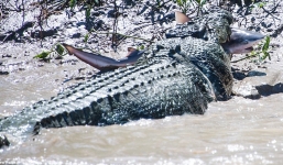 Cá mập xấu số bị cá sấu quái vật già xơi tái