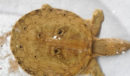 Xuất hiện thêm ba ba hình mặt người tại Phú Yên