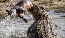 Cá mập, hà mã vùng vẫy thoát hàm cá sấu khổng lồ