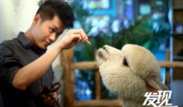 Chi hơn 3 tỷ USD mua lạc đà làm thú cưng