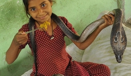 Cô bé 11 tuổi bị rắn hổ mang cắn nhiều lần không chết